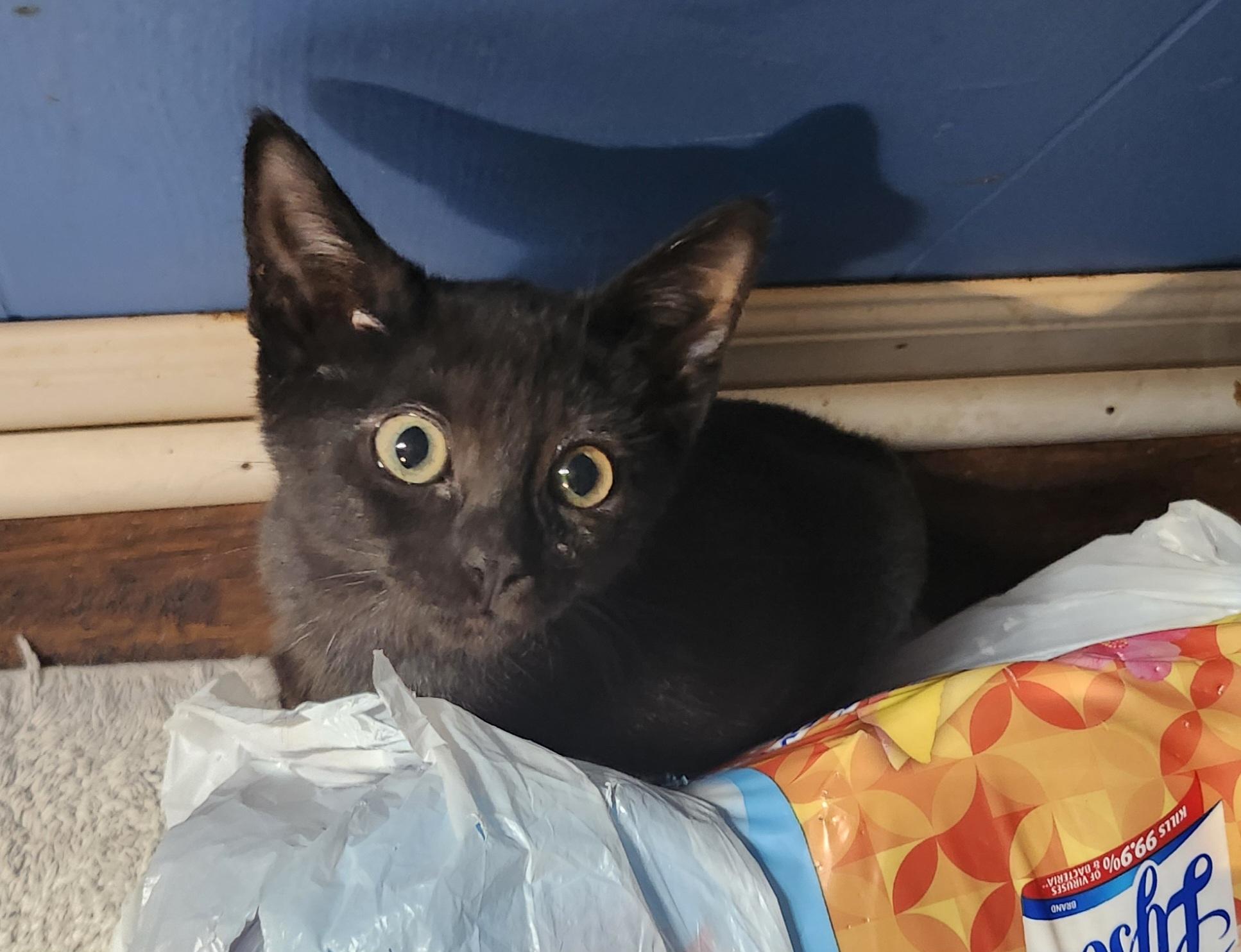 Enlarge "BOO", a Adoptable mixed breed in North East, MD image 2/5