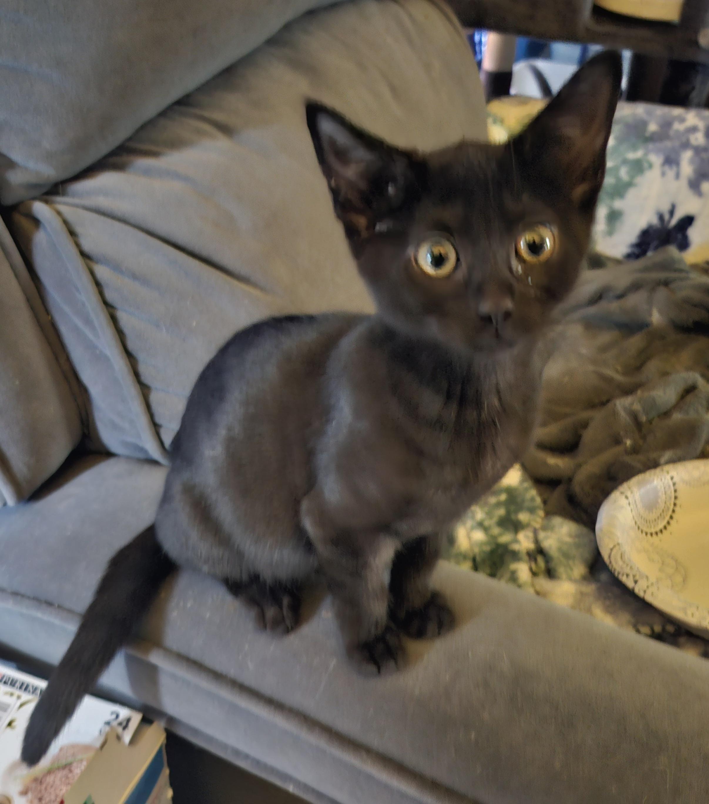 Enlarge "BOO", a Adoptable mixed breed in North East, MD image 5/5