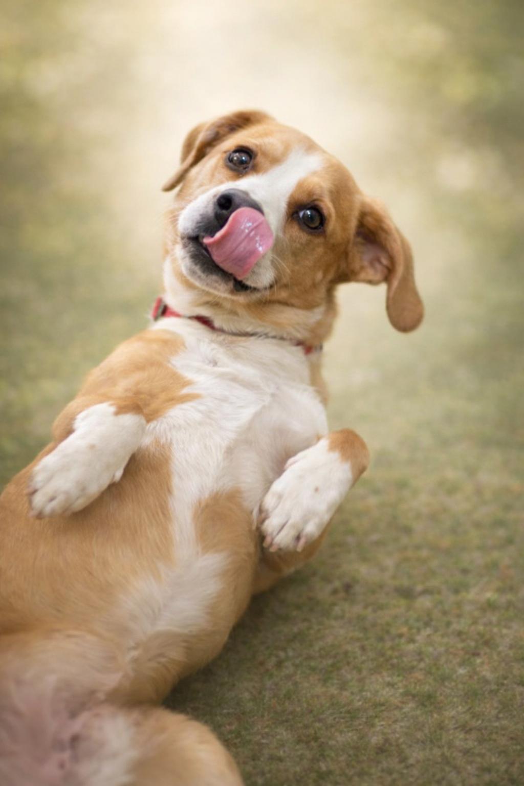 Enlarge Rusty: Not at shelter (Bonnie), a Adopted mixed breed in Rustburg, VA image 2/3