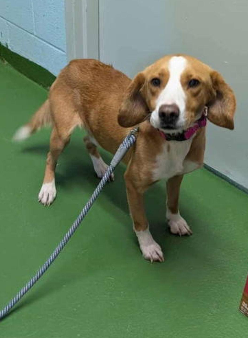 Enlarge Rusty: Not at shelter (Bonnie), a Adopted mixed breed in Rustburg, VA image 3/3