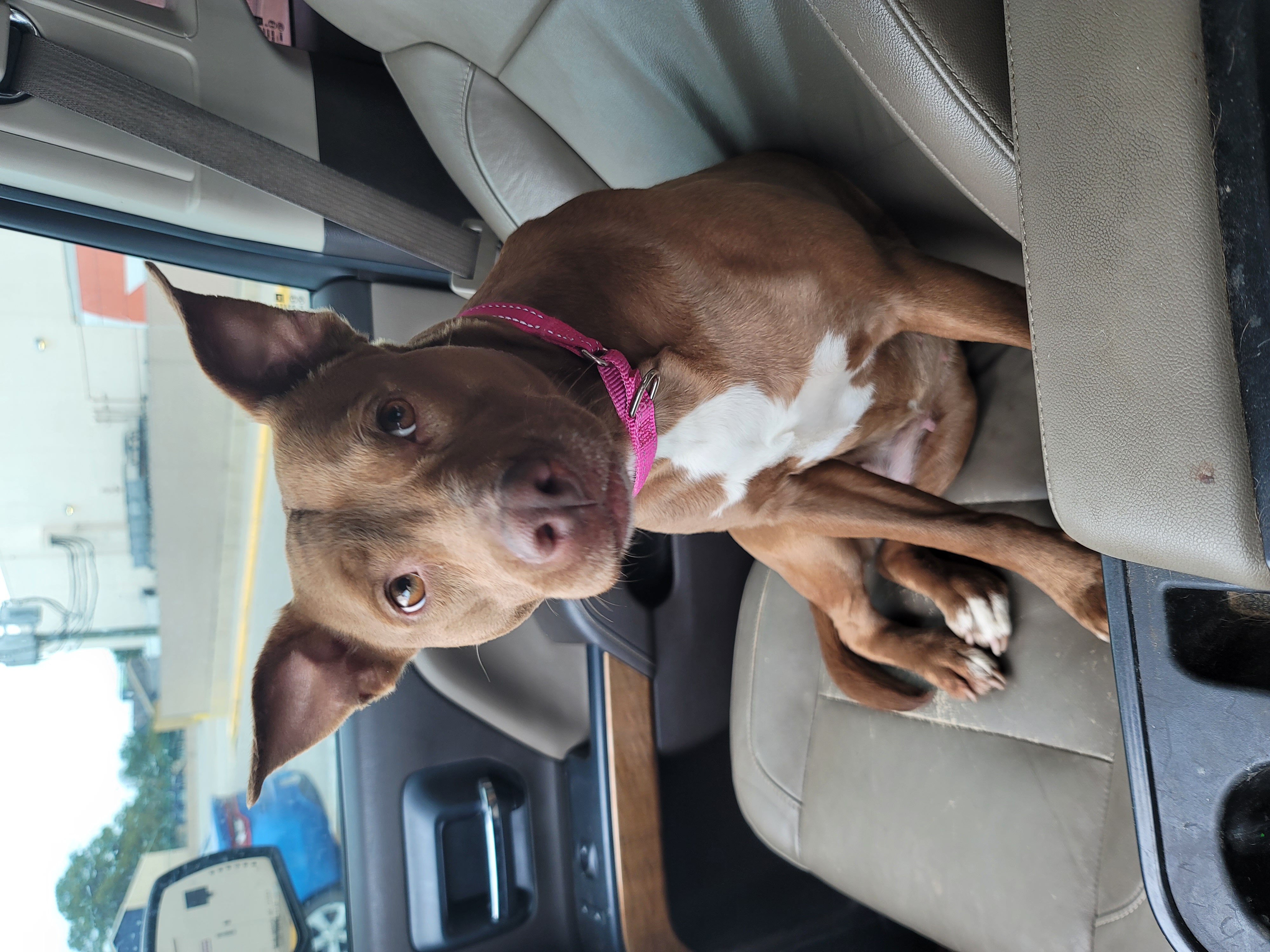 Enlarge Amber, a Adoptable mixed breed in East Hartford, CT image 1/4