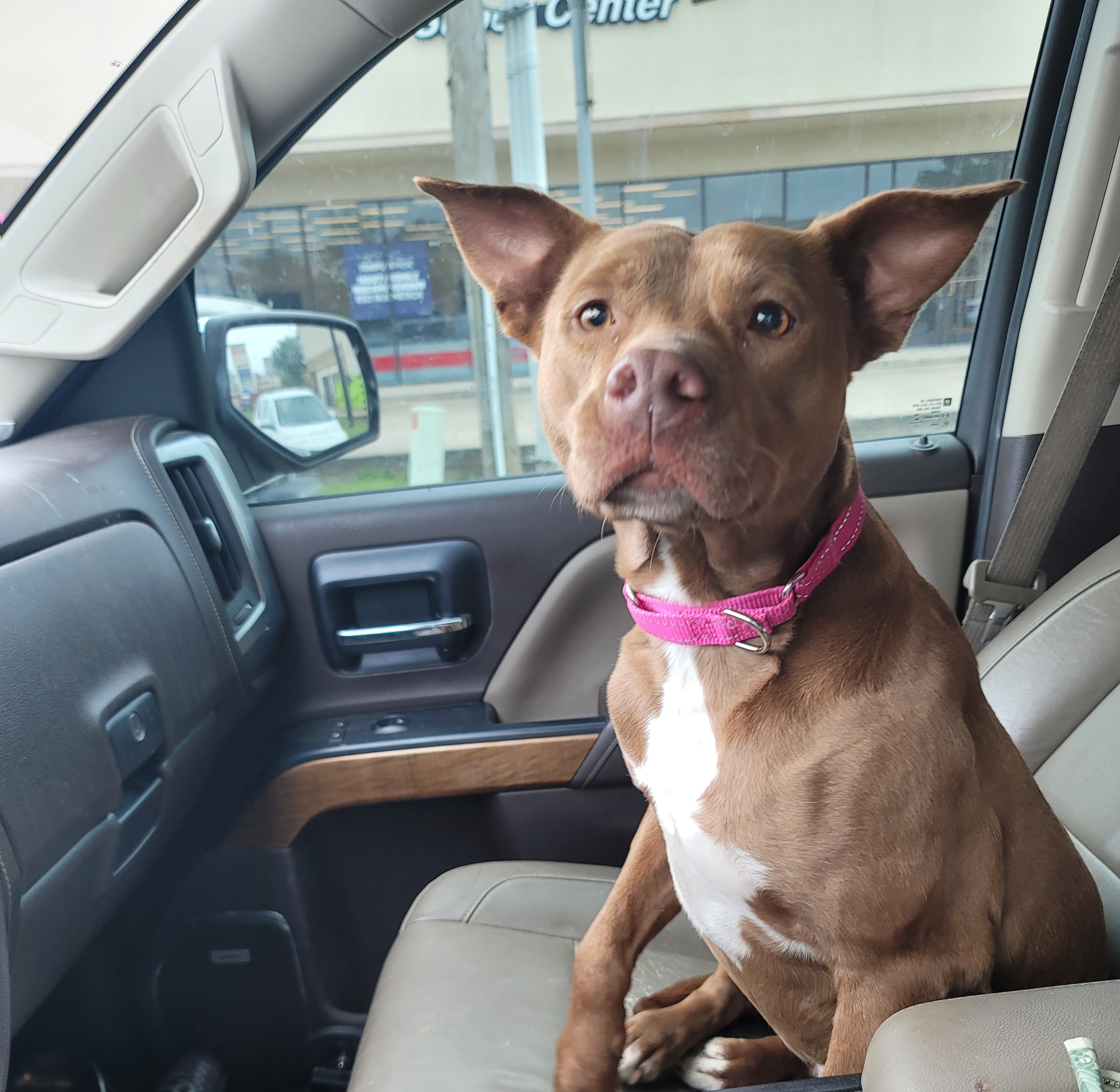 Enlarge Amber, a Adoptable mixed breed in East Hartford, CT image 2/4