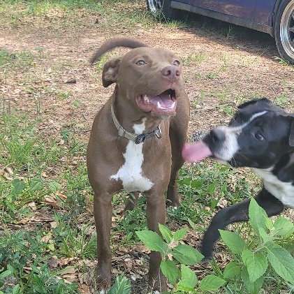 Enlarge Amber, a Adoptable mixed breed in East Hartford, CT image 3/4