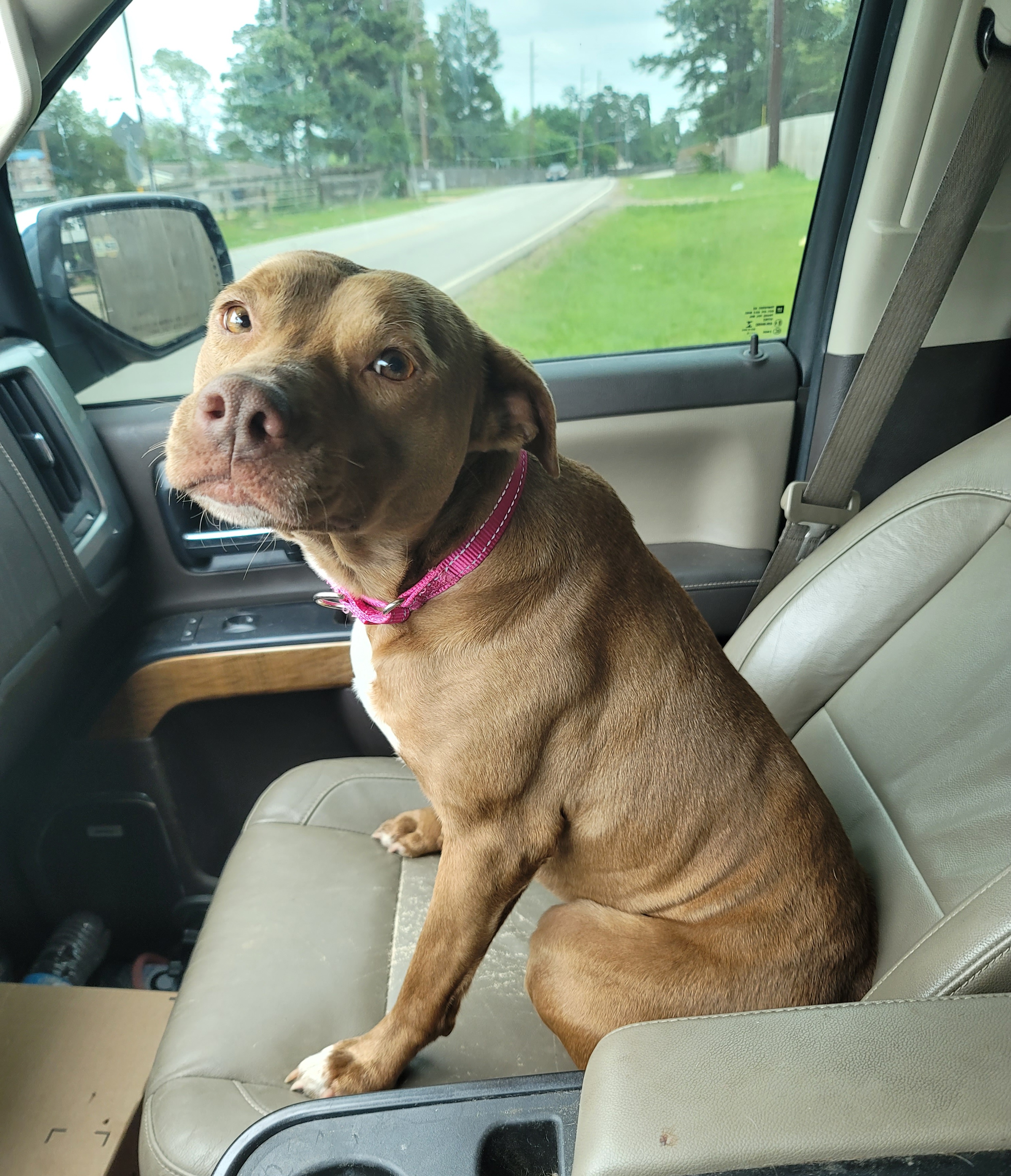 Enlarge Amber, a Adoptable mixed breed in East Hartford, CT image 4/4