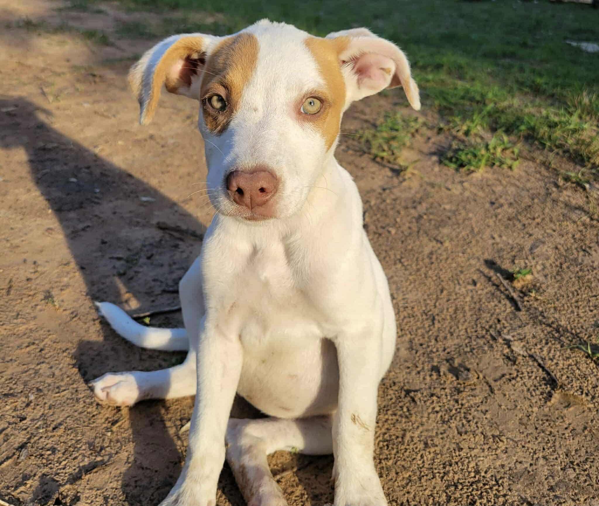 Pearl, Baby Female unknown