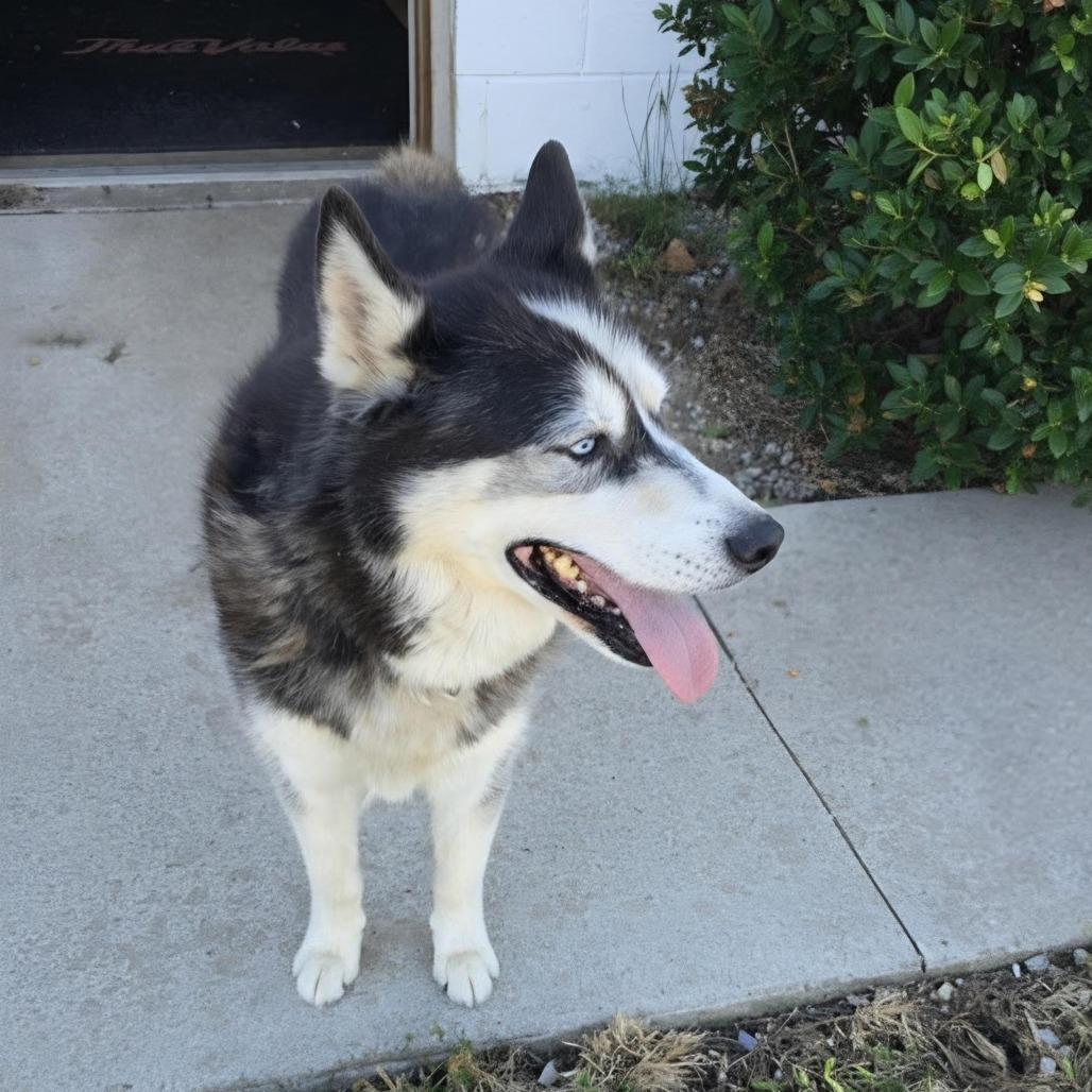 Bandit photo