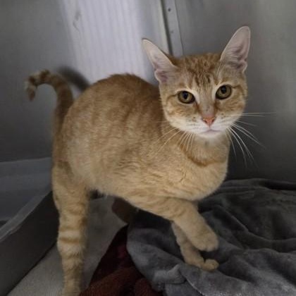 Creamsicle, adopted, Adult Female Domestic Short Hair.