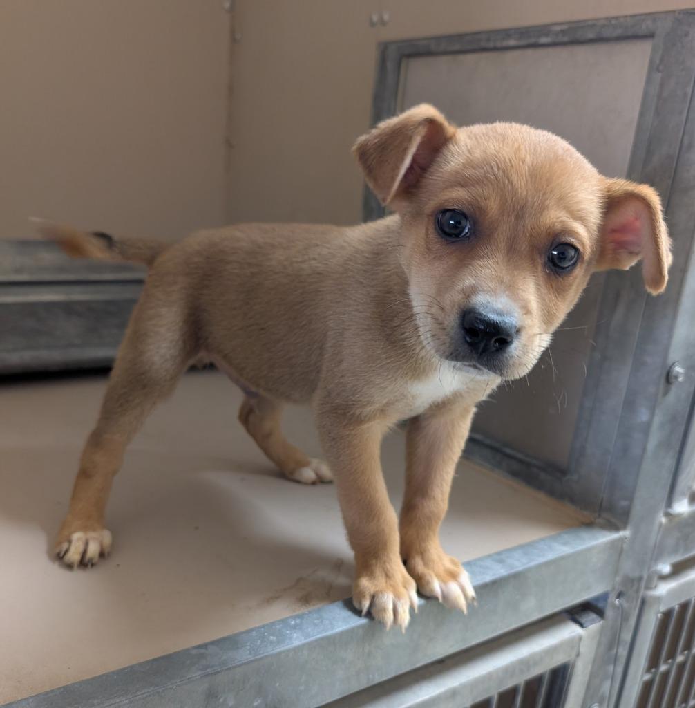 Happy, Adoptable, Puppy Male Mixed Breed.