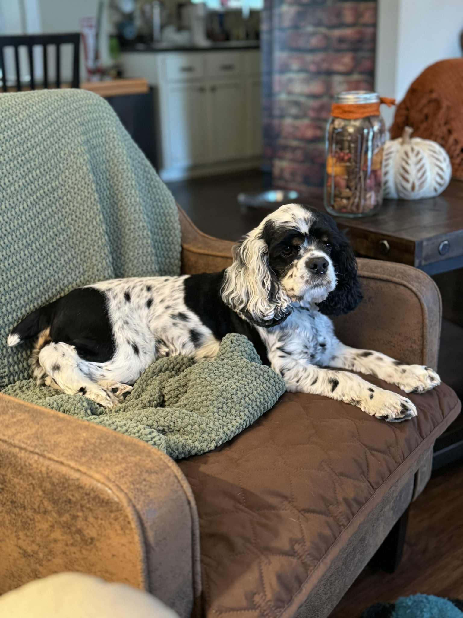 Enlarge Eloise, a ADOPTABLE Cocker Spaniel in Johnston, RI image 3/5