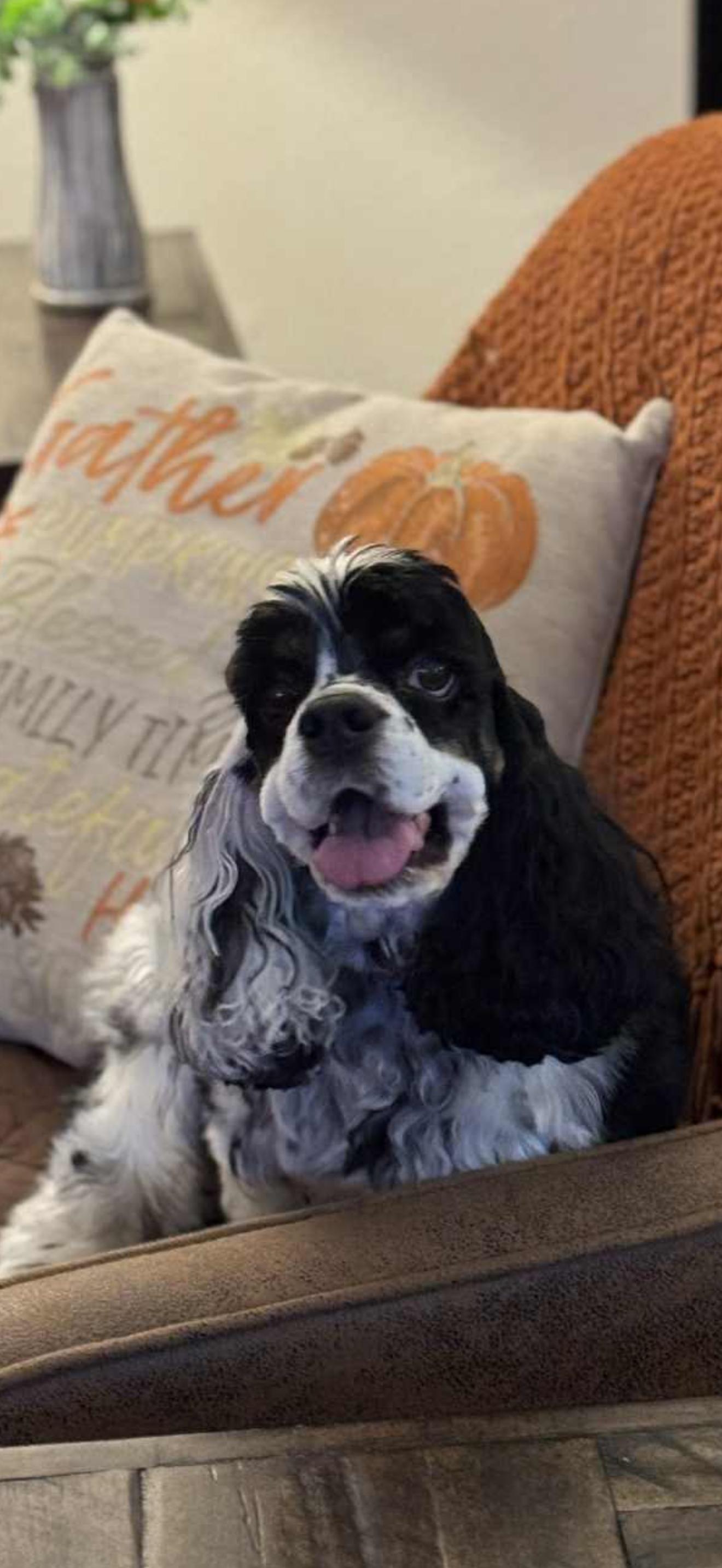 Enlarge Eloise, a ADOPTABLE Cocker Spaniel in Johnston, RI image 4/5