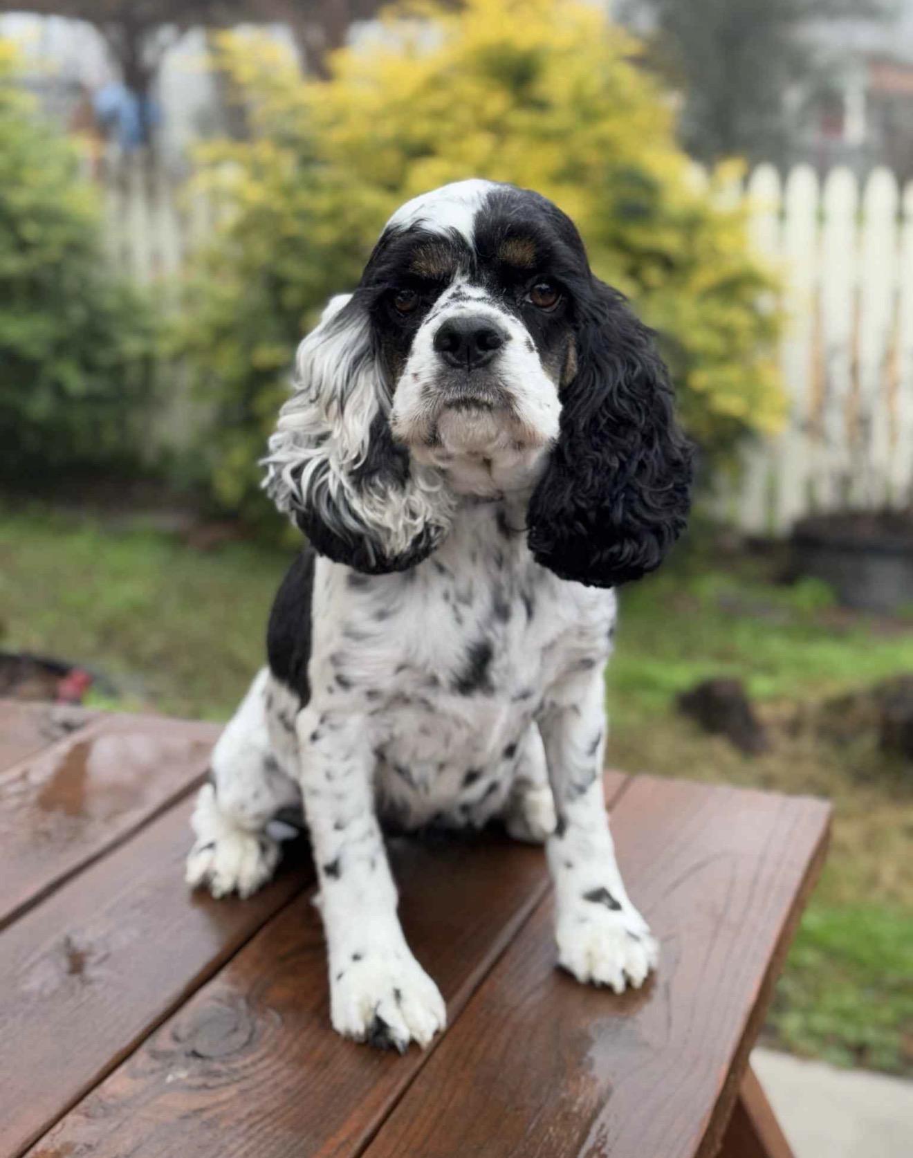 Enlarge Eloise, a ADOPTABLE Cocker Spaniel in Johnston, RI image 1/5