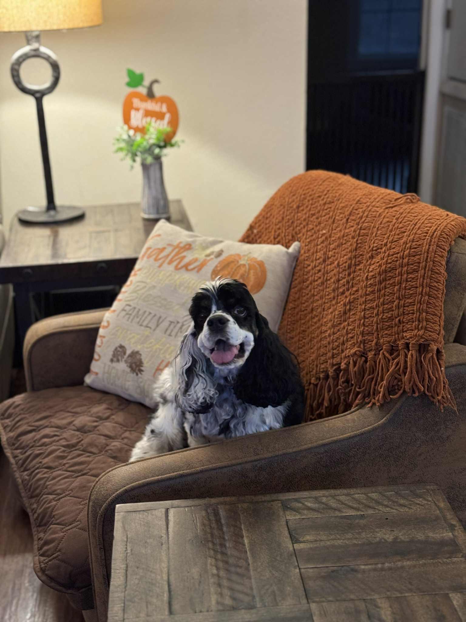 Enlarge Eloise, a ADOPTABLE Cocker Spaniel in Johnston, RI image 5/5