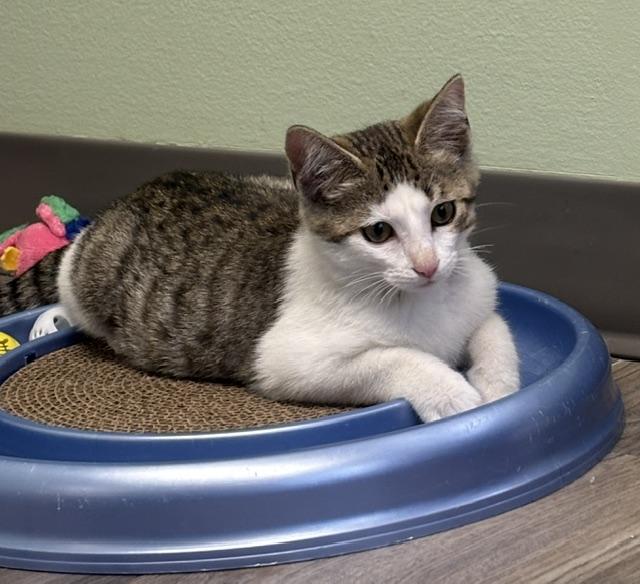 Tupper, adopted, Kitten Male Tabby & Domestic Short Hair.