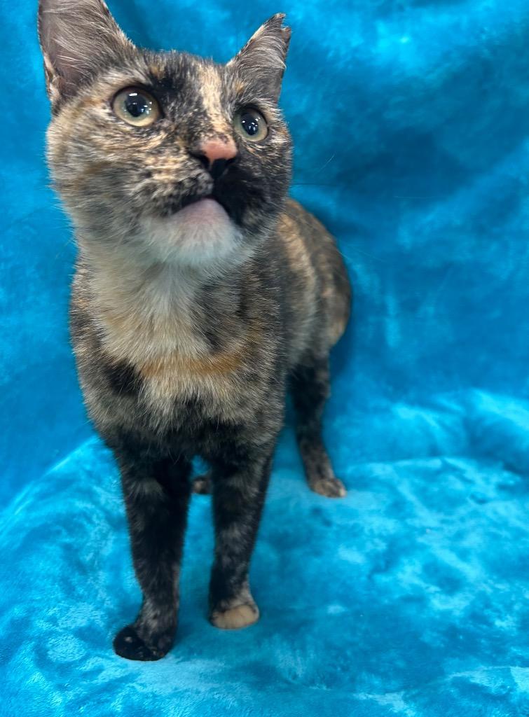 Bread Stick, Adopted, Young Female Domestic Short Hair.