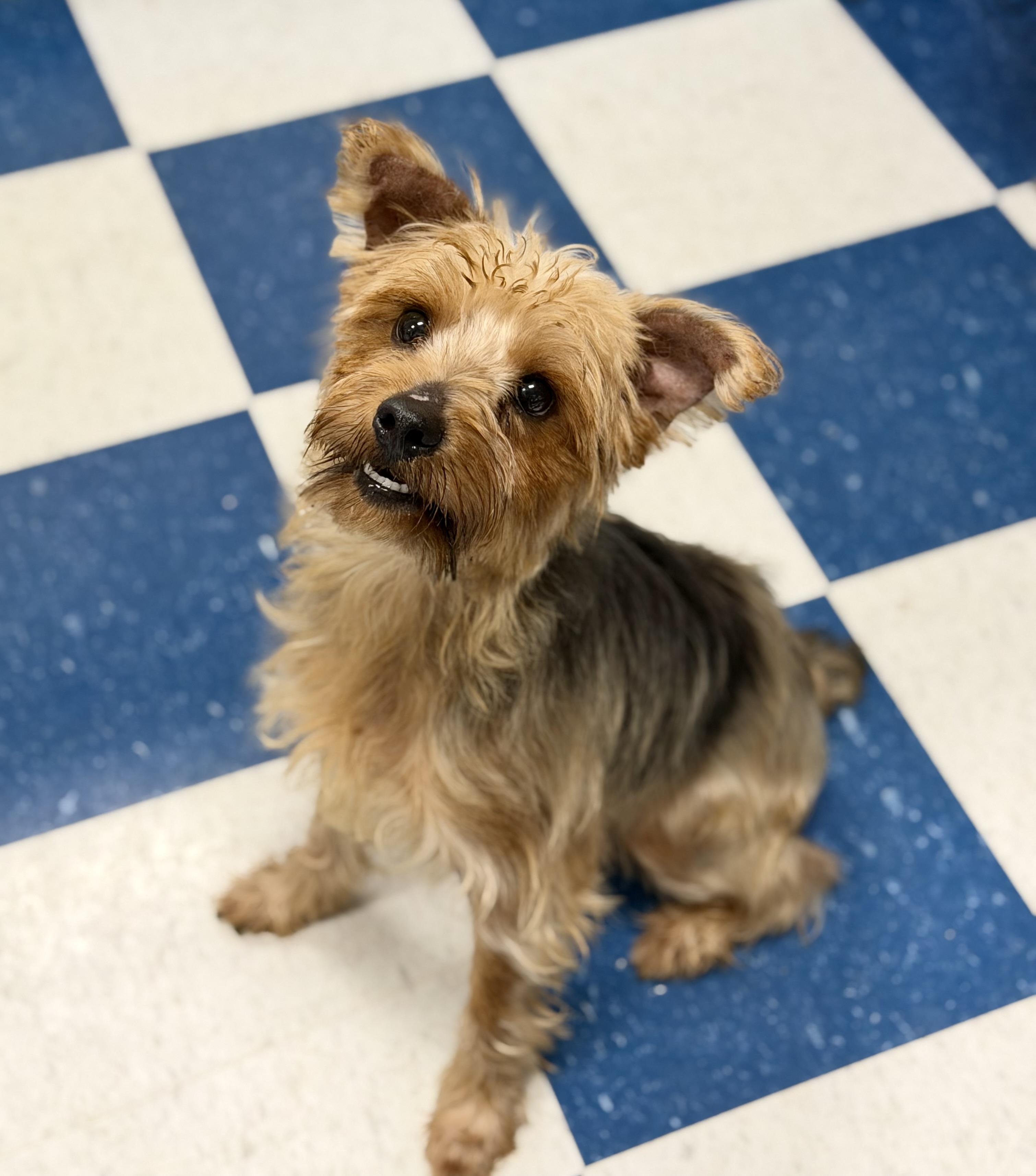 Enlarge Mayor, a ADOPTABLE mixed breed in Auburn, AL image 5/5