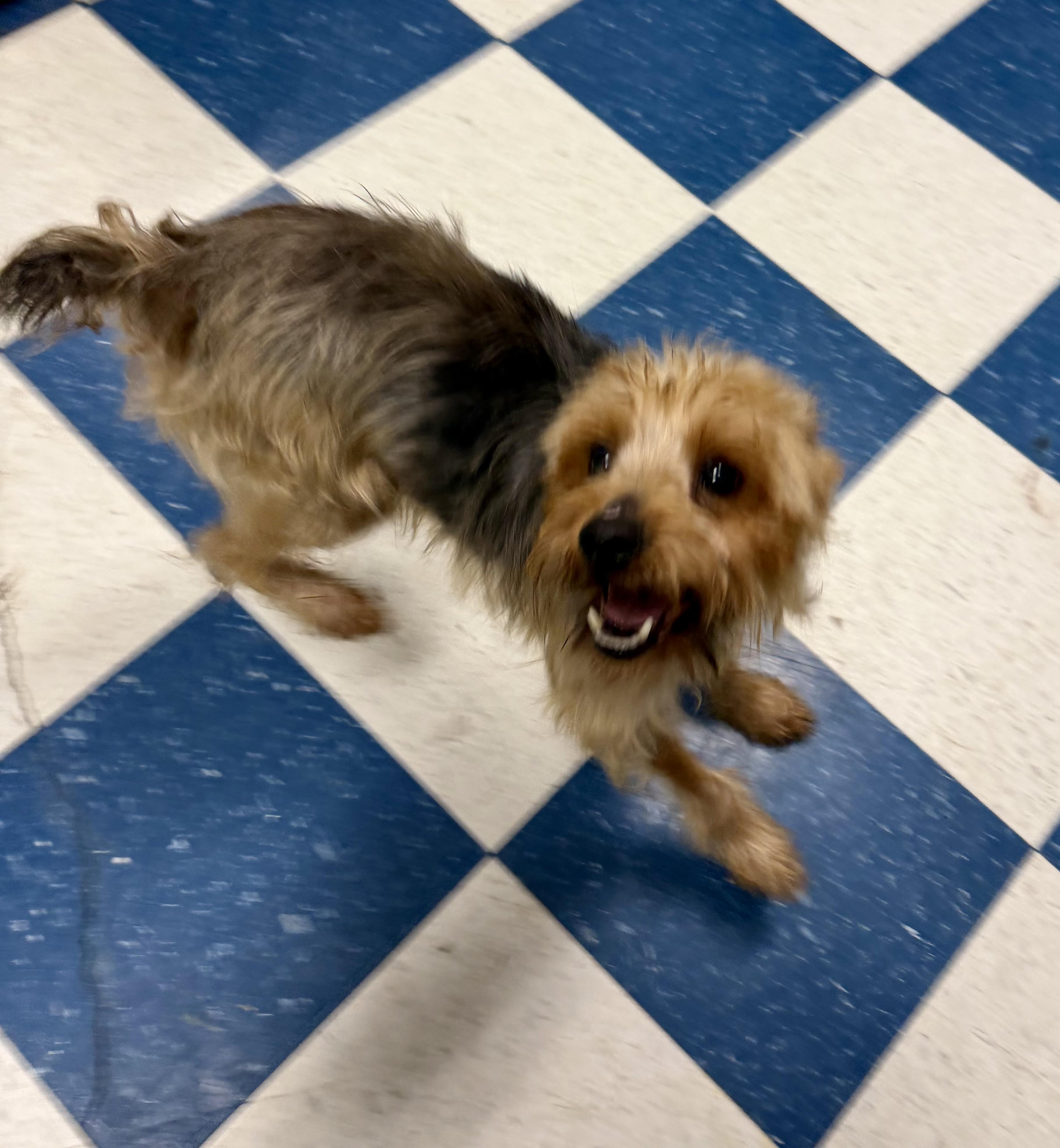 Enlarge Mayor, a ADOPTABLE mixed breed in Auburn, AL image 3/5