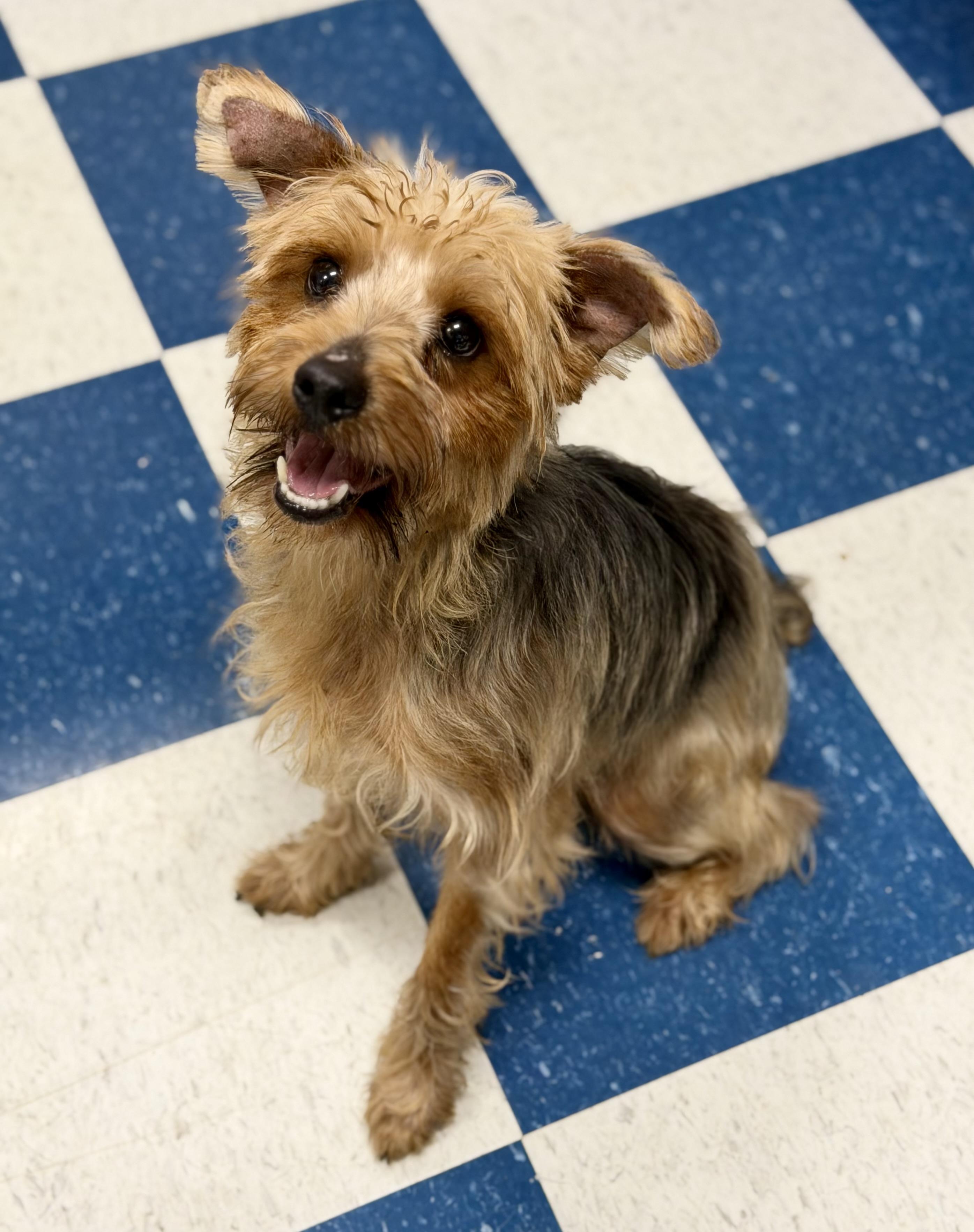 Enlarge Mayor, a ADOPTABLE mixed breed in Auburn, AL image 2/5