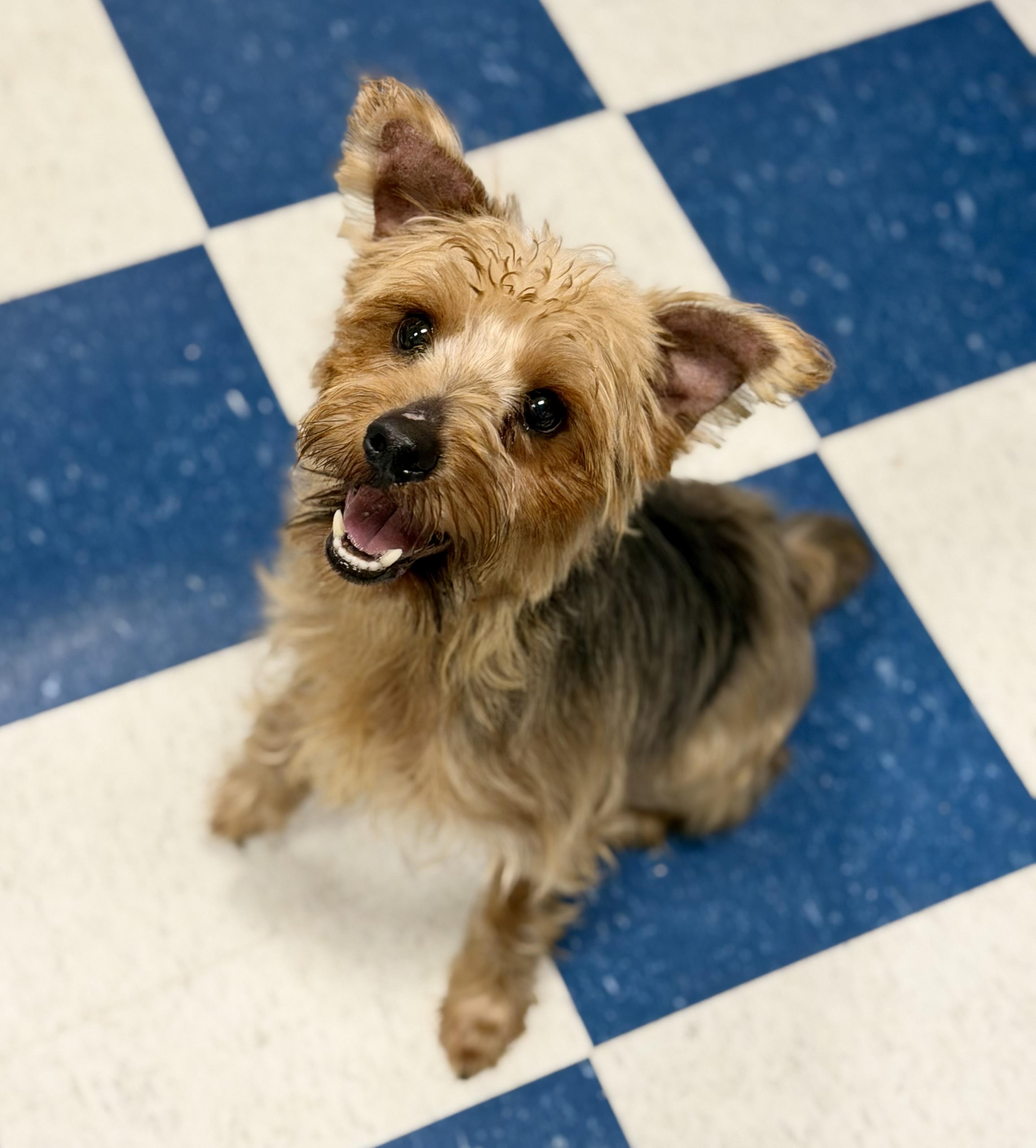 Mayor, ADOPTABLE, Adult Male Yorkshire Terrier & Mixed Breed.