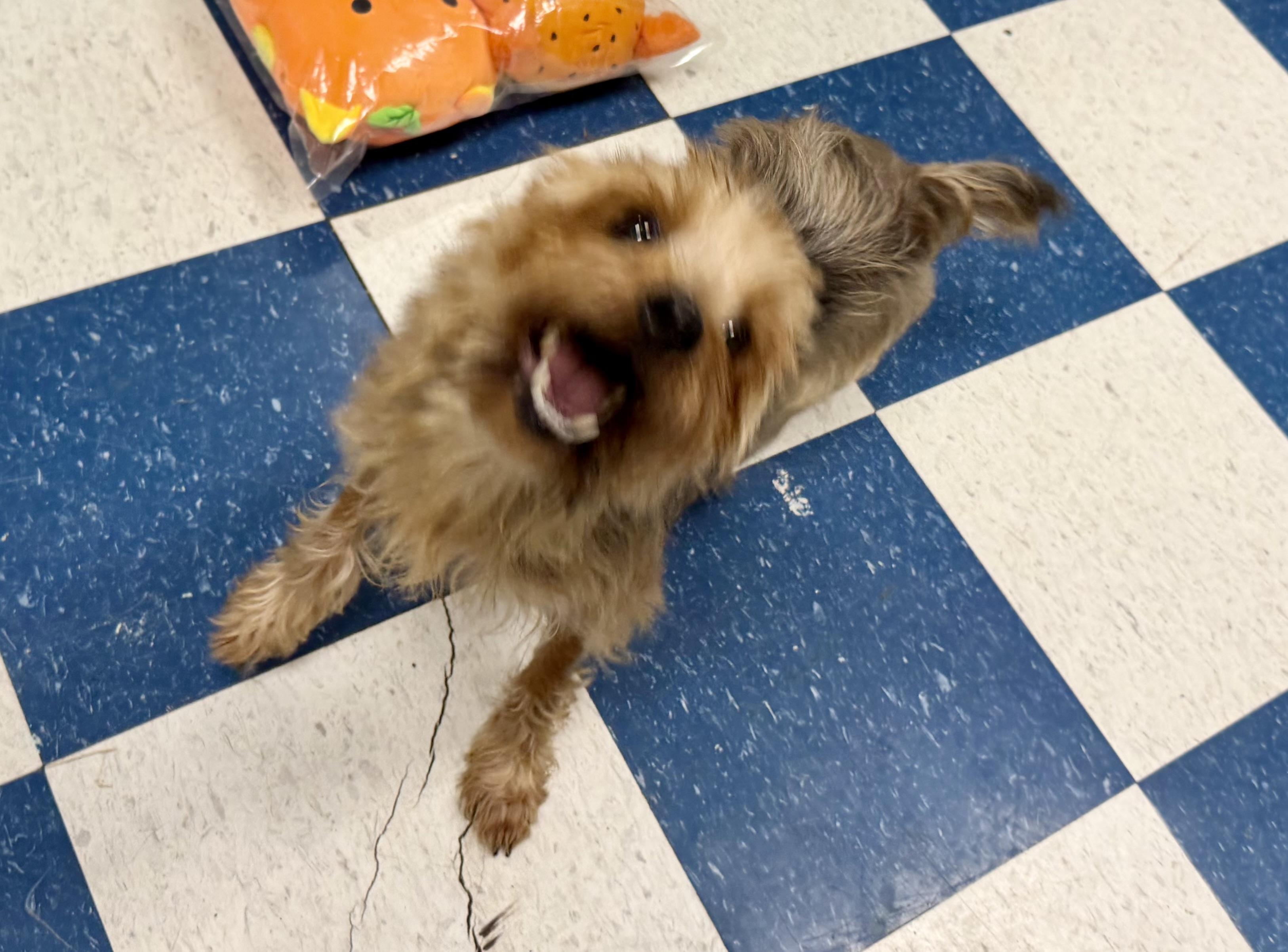 Enlarge Mayor, a ADOPTABLE mixed breed in Auburn, AL image 4/5