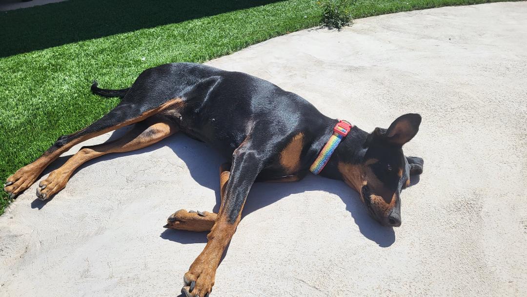 Luna, Adoptable, Young Female Doberman Pinscher.