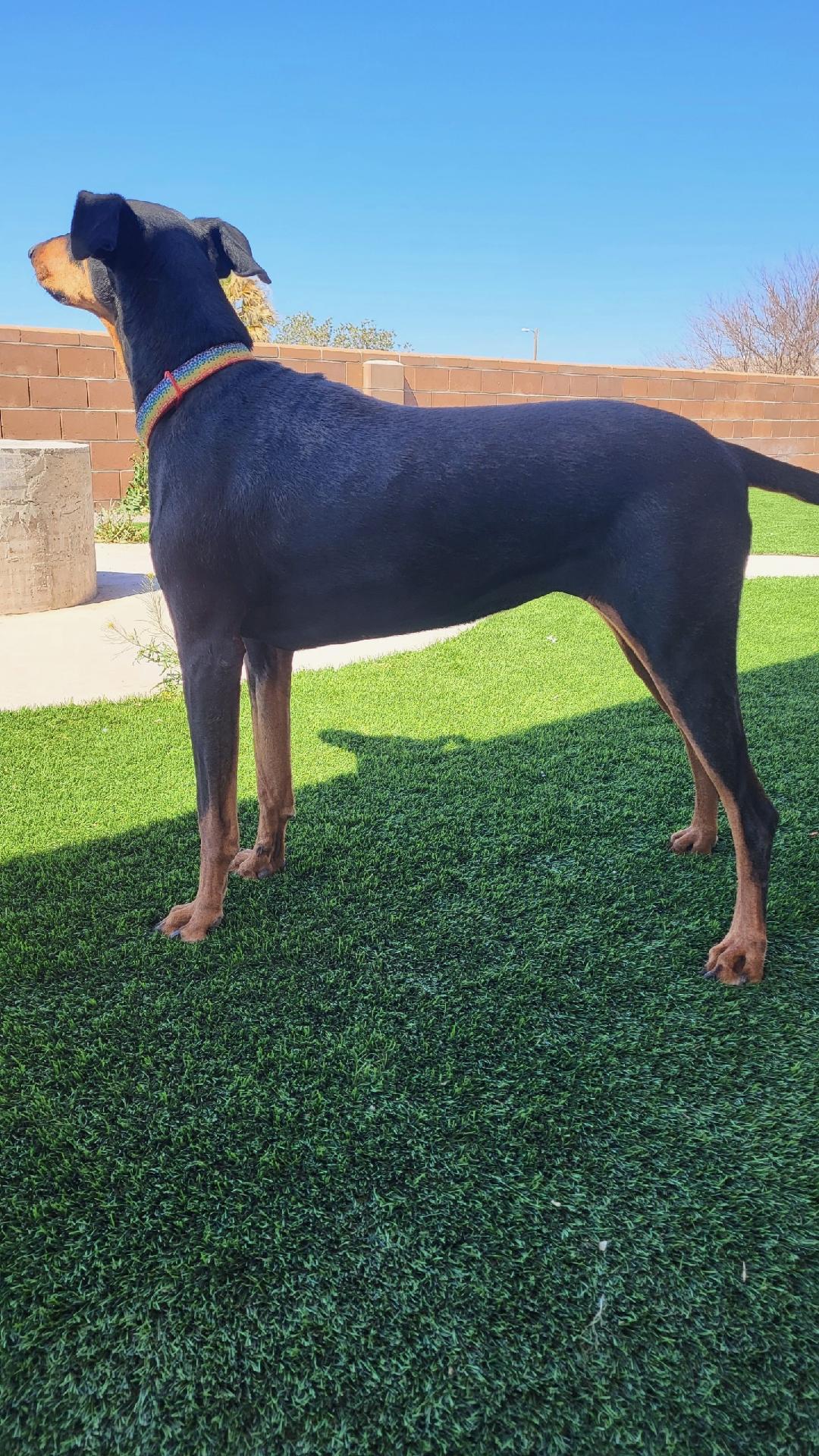 Enlarge Luna, a Adoptable Doberman Pinscher in Albuquerque, NM image 2/3