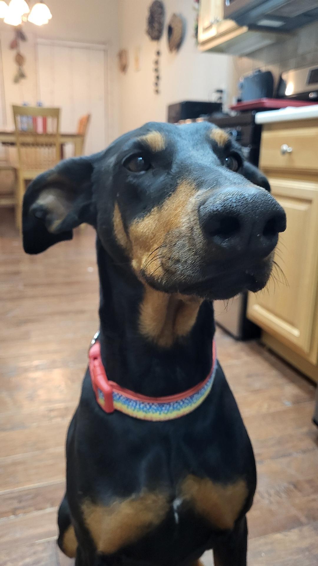 Enlarge Luna, a Adoptable Doberman Pinscher in Albuquerque, NM image 3/3