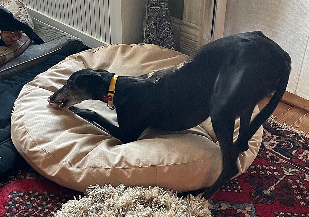 Enlarge Abby, an adopted Greyhound in Ware, MA image 3/4