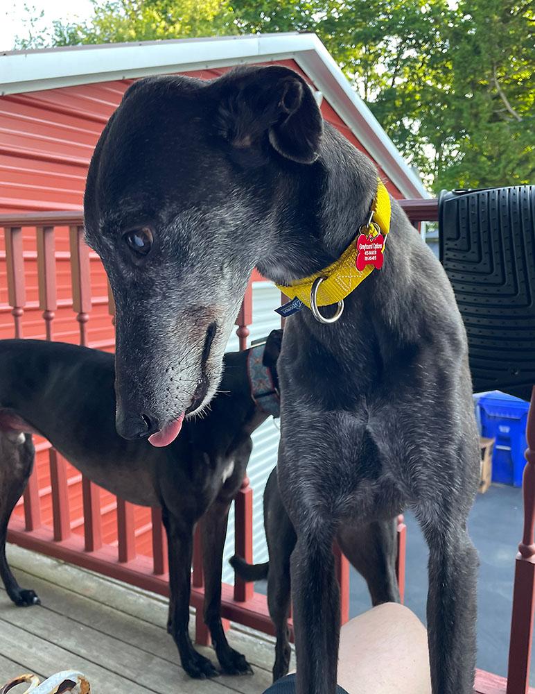 Enlarge Abby, an adopted Greyhound in Ware, MA image 4/4