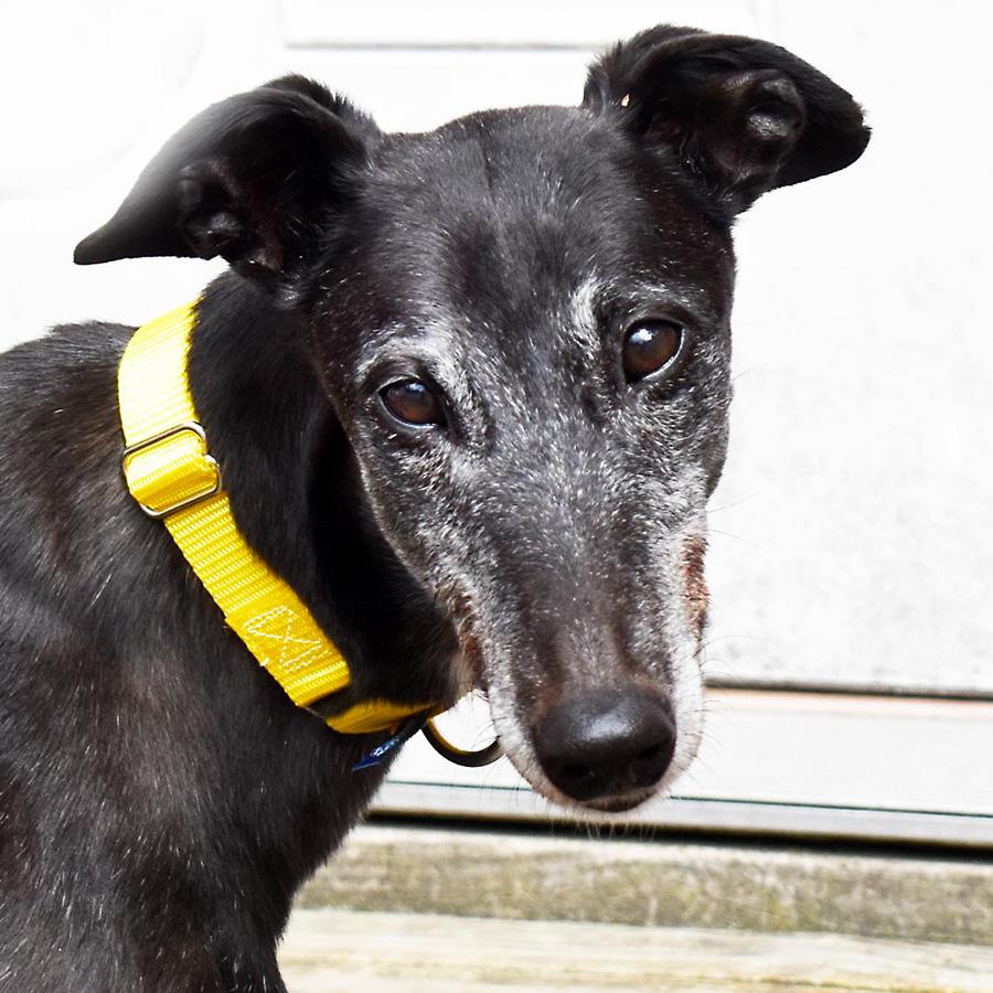 Enlarge Abby, an adopted Greyhound in Ware, MA image 1/4