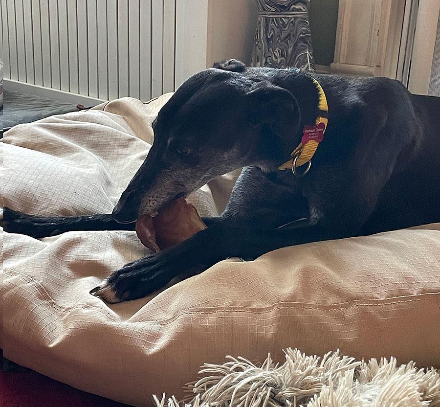 Enlarge Abby, an adopted Greyhound in Ware, MA image 2/4