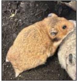 Hurley, ADOPTABLE, Adult Female Hamster.