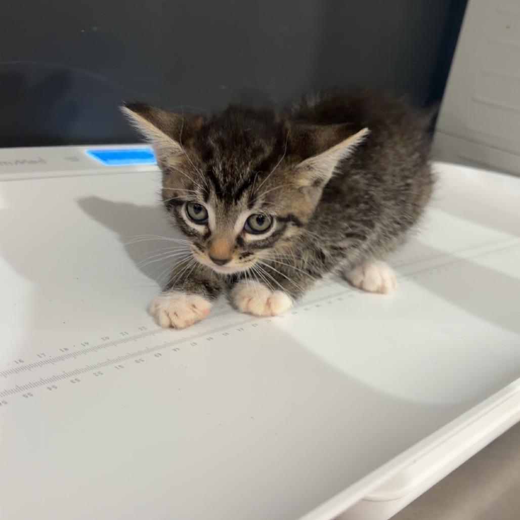 Enlarge Tea Party, a Adoptable Domestic Medium Hair in Livingston, TX image 1/1