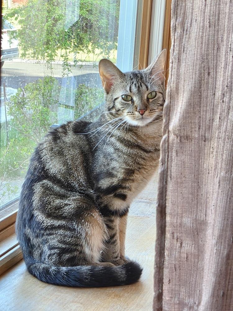 Baloo, a Adoptable Domestic Short Hair in Patchogue, NY image 2/6