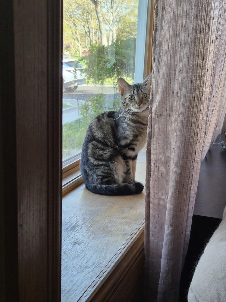Baloo, a Adoptable Domestic Short Hair in Patchogue, NY image 3/6