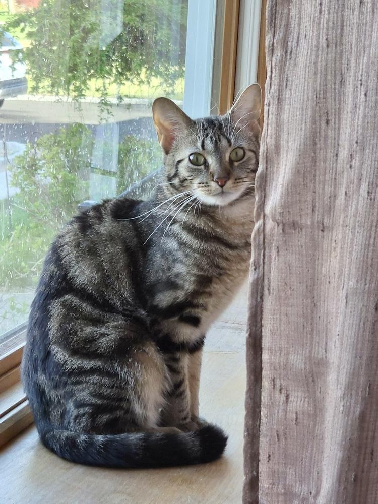 Baloo, a Adoptable Domestic Short Hair in Patchogue, NY image 4/6