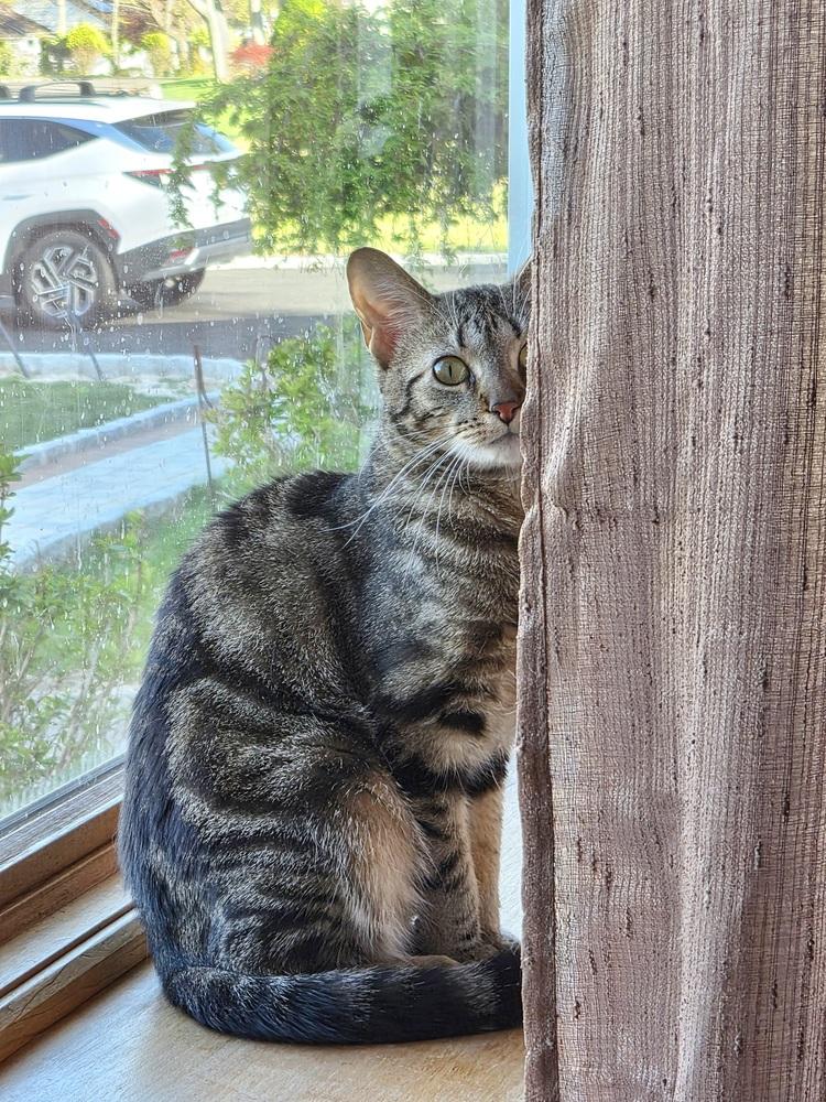 Baloo, a Adoptable Domestic Short Hair in Patchogue, NY image 5/6