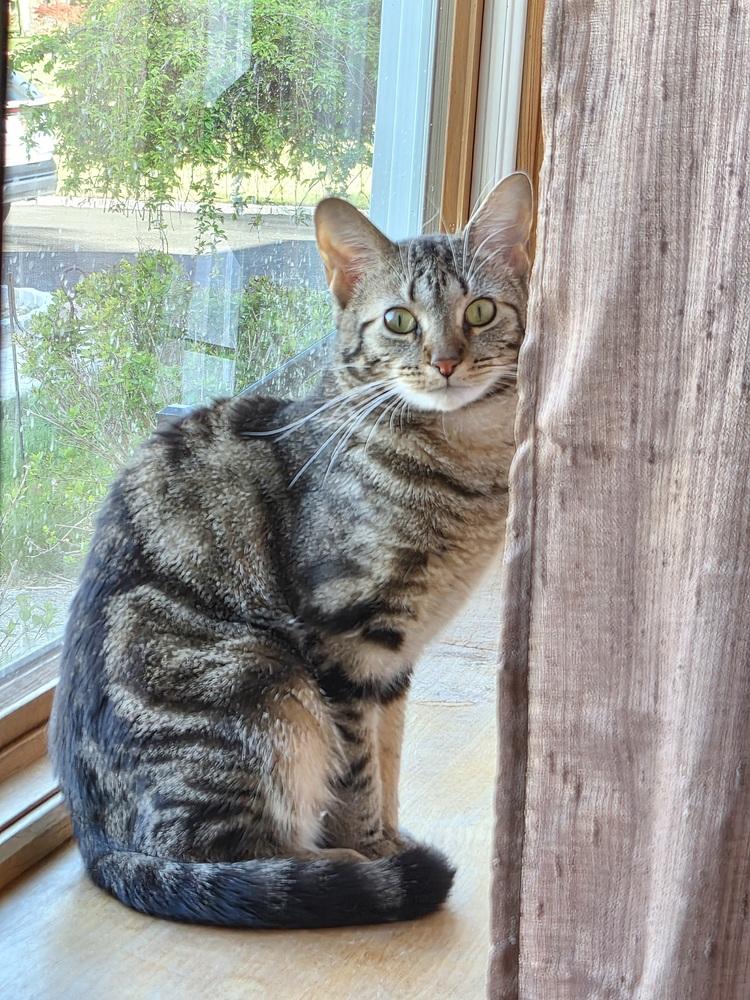 Baloo, a Adoptable Domestic Short Hair in Patchogue, NY image 6/6