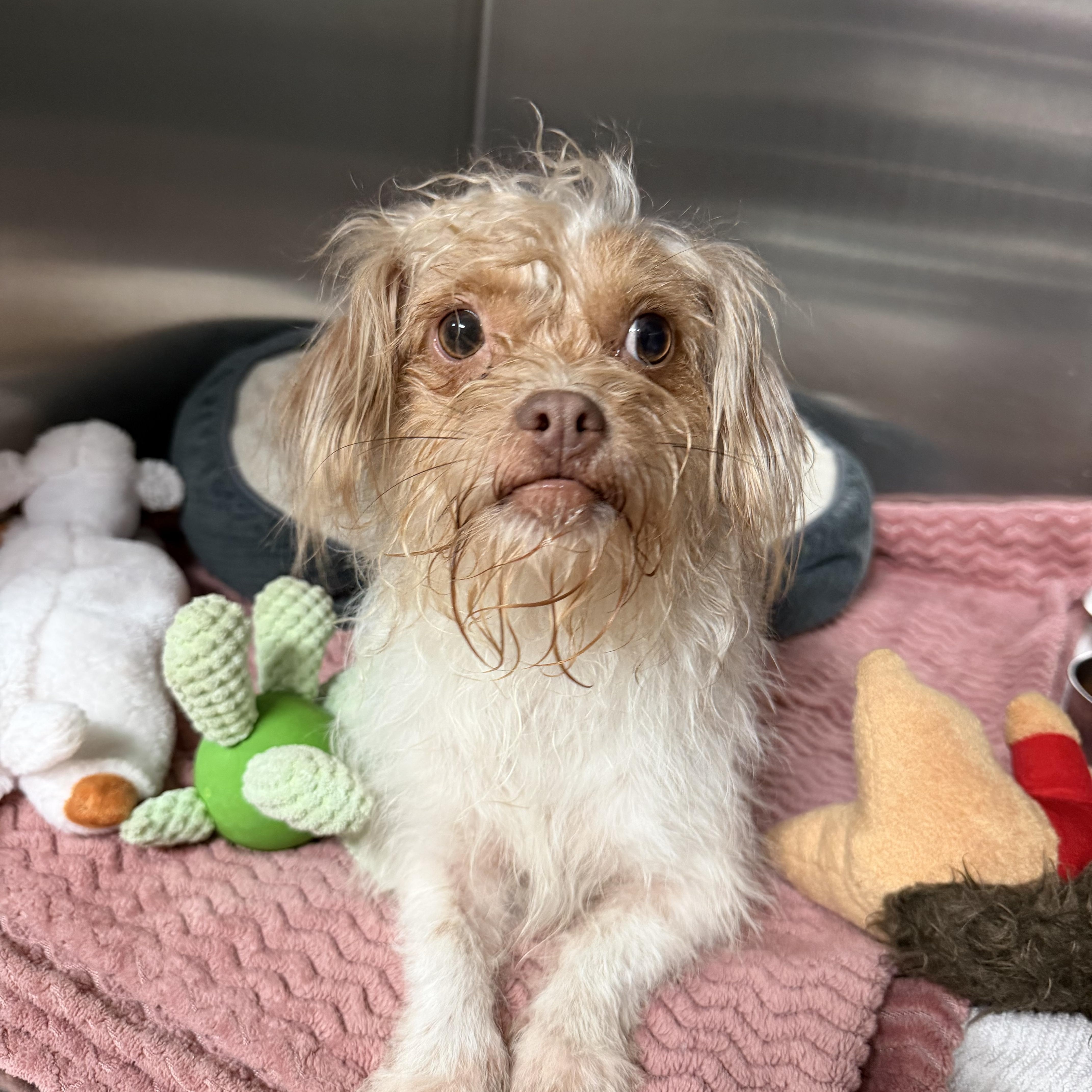 Skippy, ADOPTABLE, Adult Male Shih Tzu & Chihuahua.
