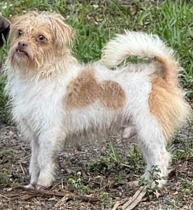 Enlarge Skippy, a ADOPTABLE mixed breed in Royal Palm Beach, FL image 2/2