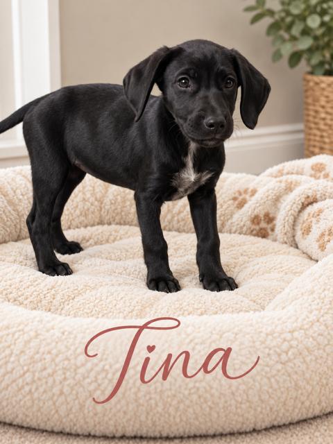 Tina, Adoptable, Young Female Flat-Coated Retriever.