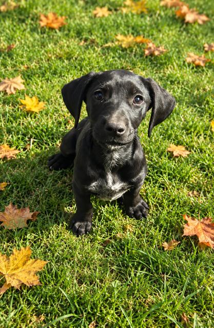 Enlarge Tina, a Adoptable Flat-Coated Retriever in Midway, UT image 2/3