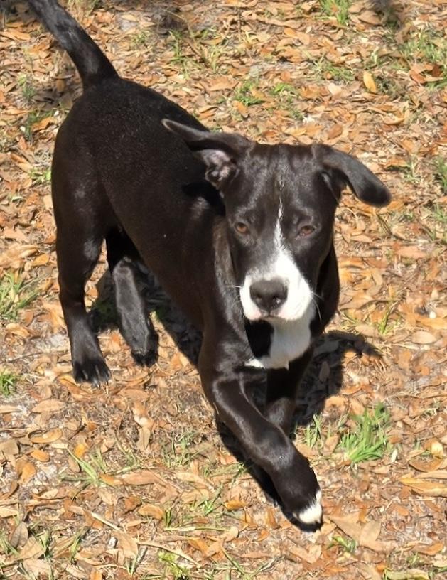 Enlarge Oakley, a Adoptable mixed breed in Lake Monroe, FL image 3/6