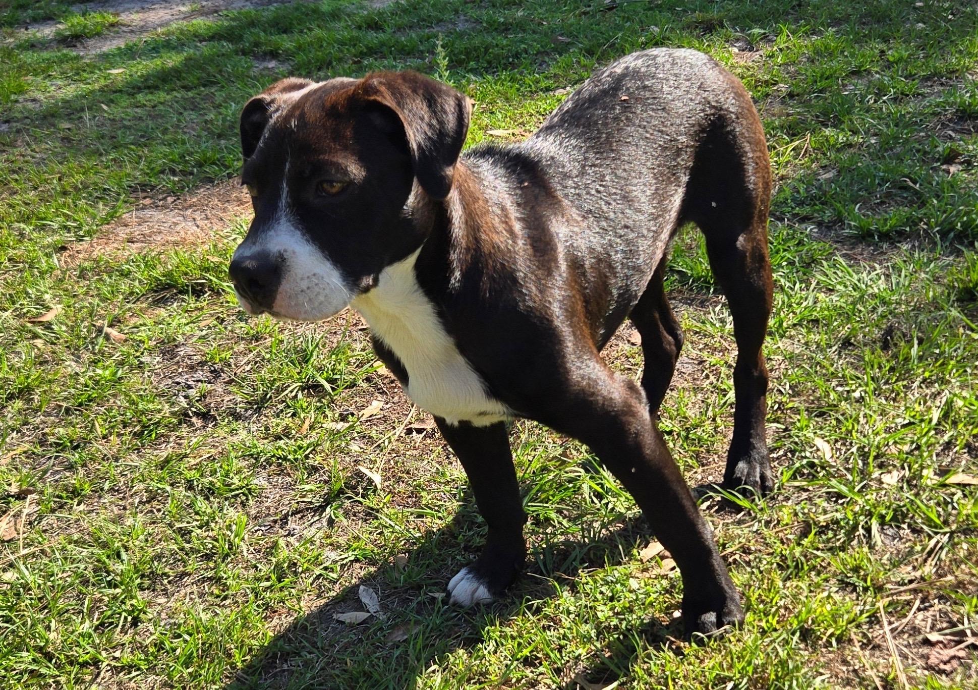 Enlarge Oakley, a Adoptable mixed breed in Lake Monroe, FL image 4/6