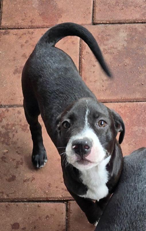 Enlarge Oakley, a Adoptable mixed breed in Lake Monroe, FL image 2/6