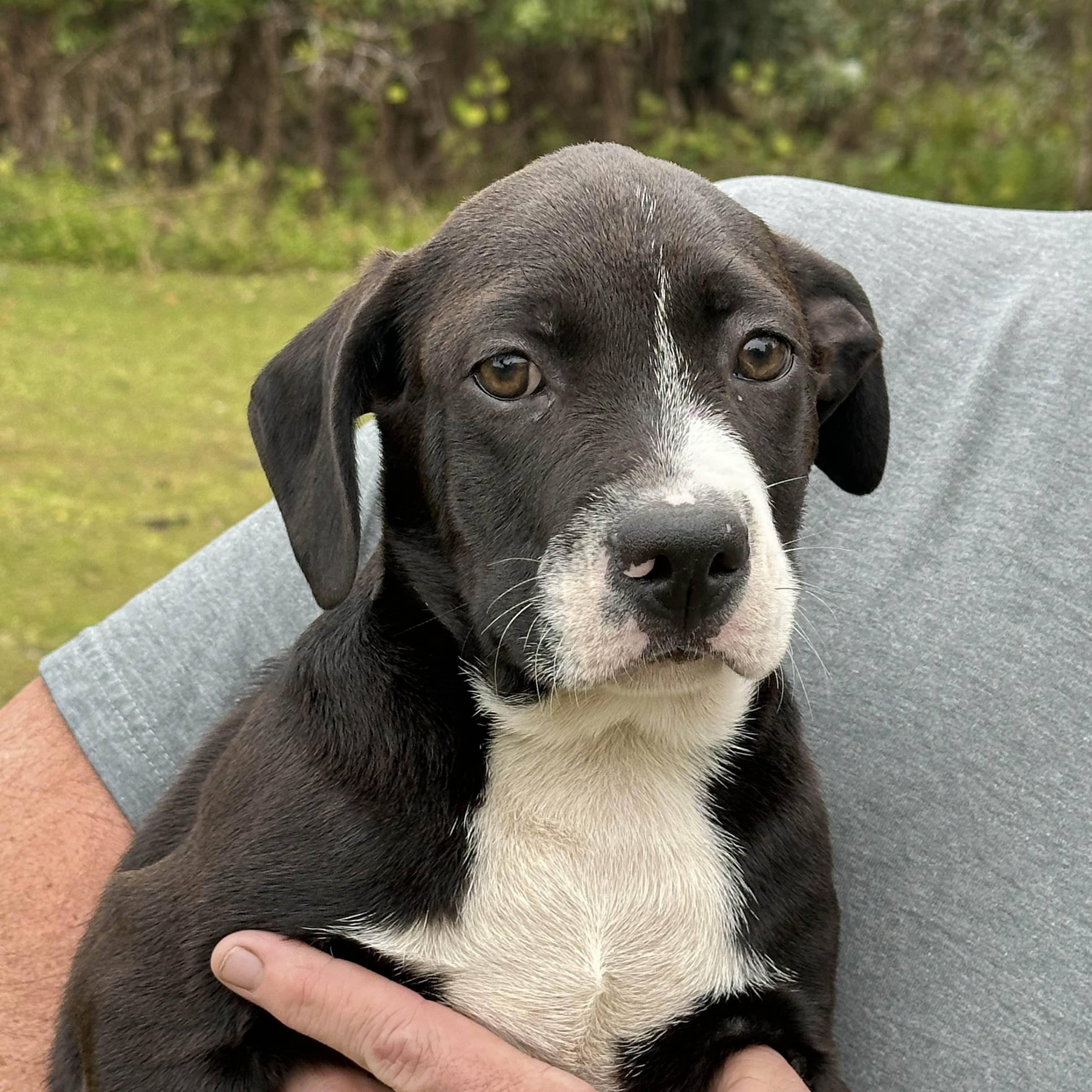 Enlarge Oakley, a Adoptable mixed breed in Lake Monroe, FL image 6/6