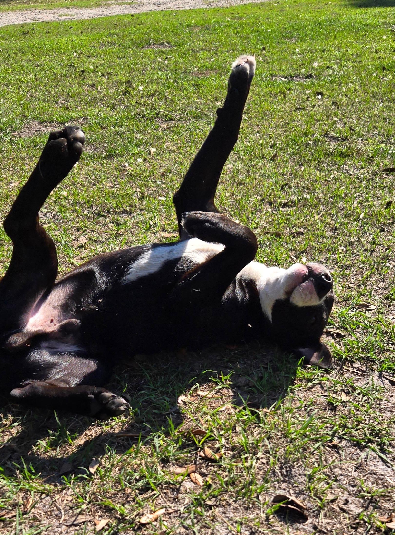 Enlarge Oakley, a Adoptable mixed breed in Lake Monroe, FL image 5/6