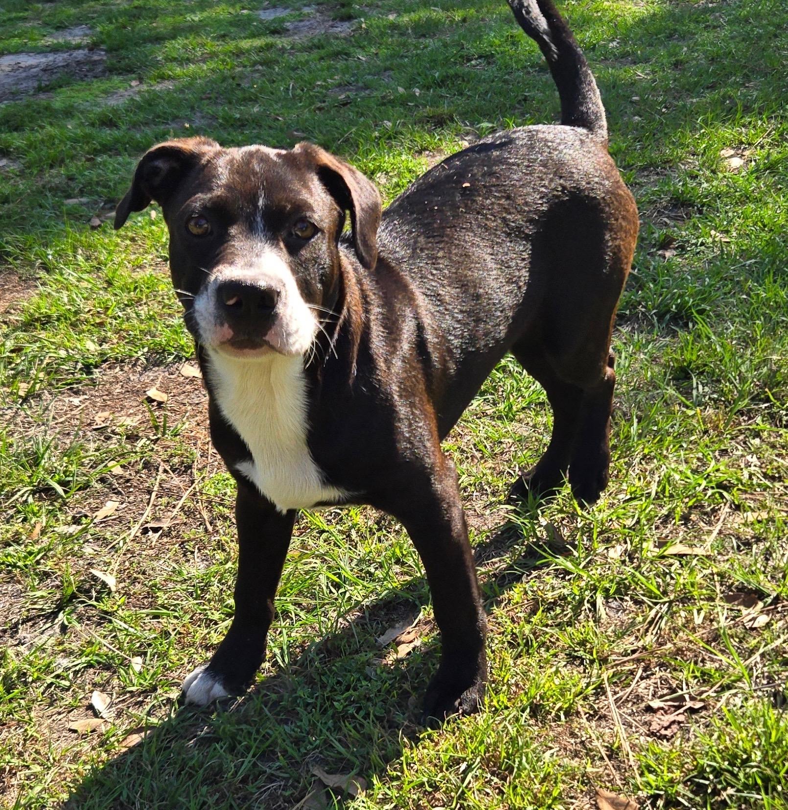 Enlarge Oakley, a Adoptable mixed breed in Lake Monroe, FL image 1/6