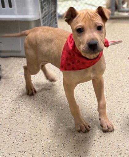 Bert, Adoptable, Young Male Shar-Pei.