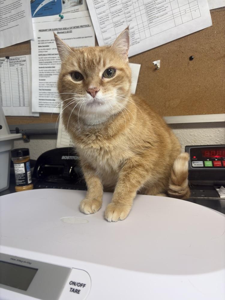 Enlarge Kitty, a Adoptable mixed breed in Bolivar, MO image 1/1