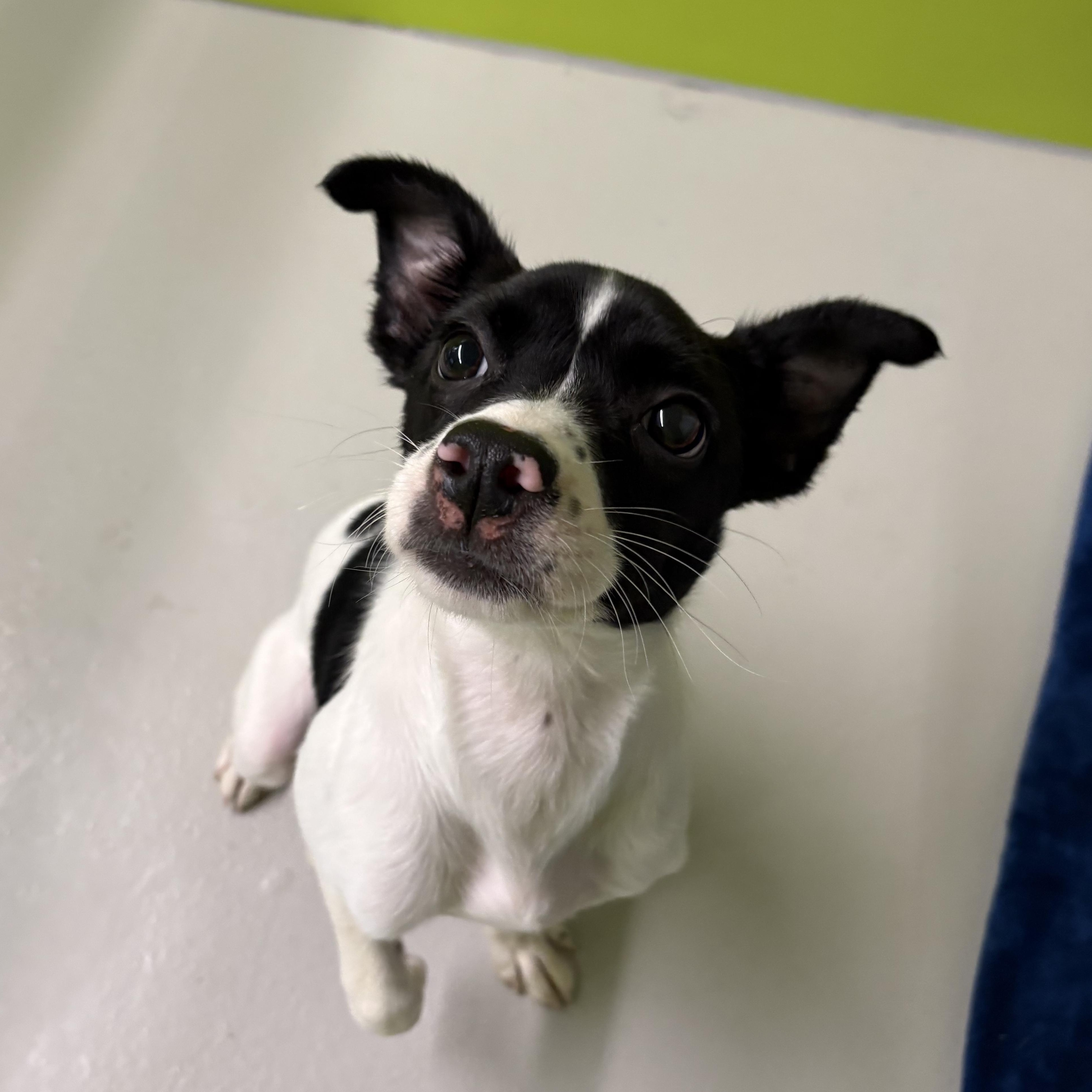 Dibs , adopted, Young Female Chihuahua.